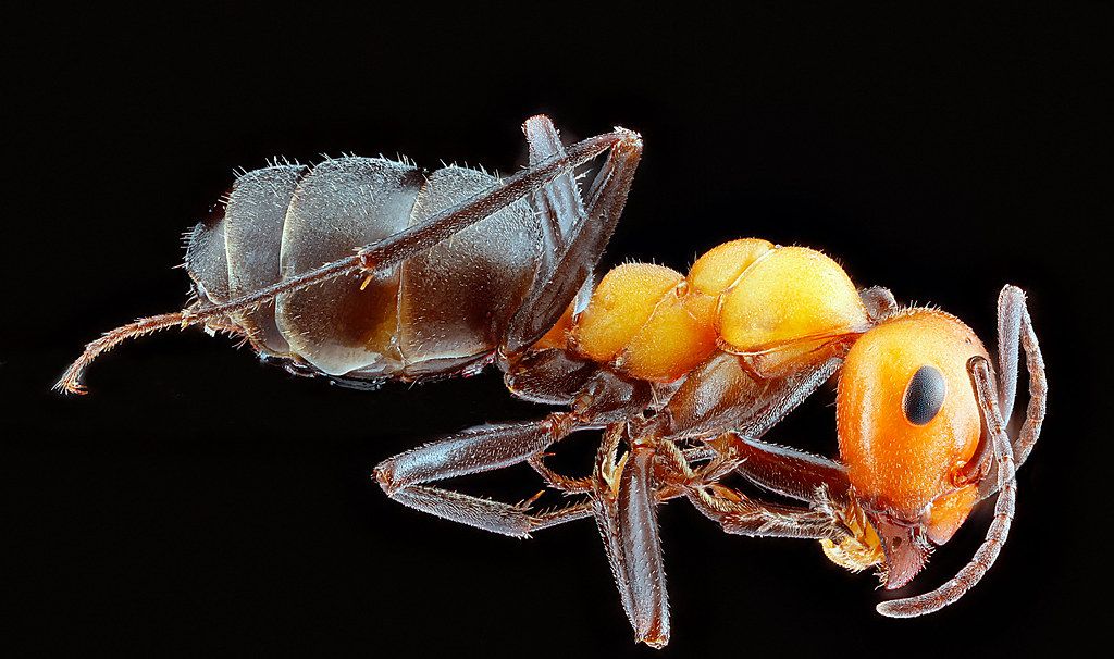 Ant Control service in Roseville, MI