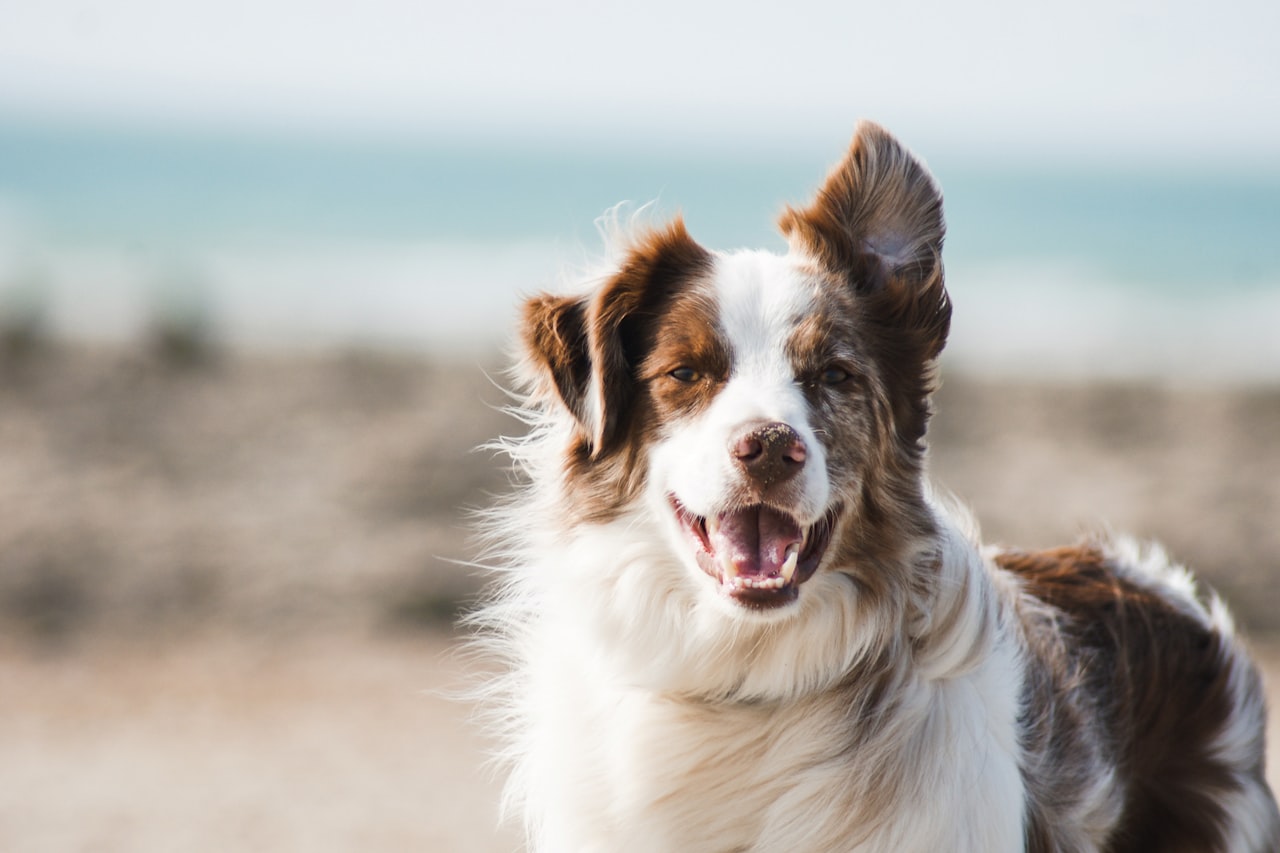 Flea & Tick Control service in Roseville, MI