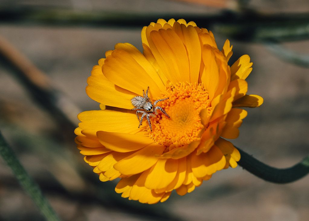 Spider Control service in Roseville, MI